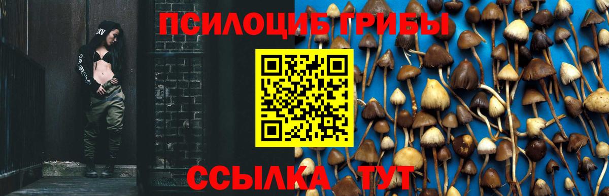 Галлюциногенные грибы Psilocybine cubensis Кызыл